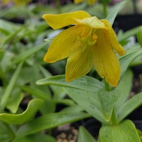 Fritillaria camschatcensis 'Aurea'